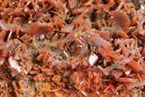Fiery, Red-Orange Wulfenite Cluster - Kuruktag Mountains, China #361059-1